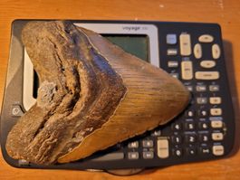 riesiger (~14cm) fossiler MEG-Zahn (Megadolon) RAR