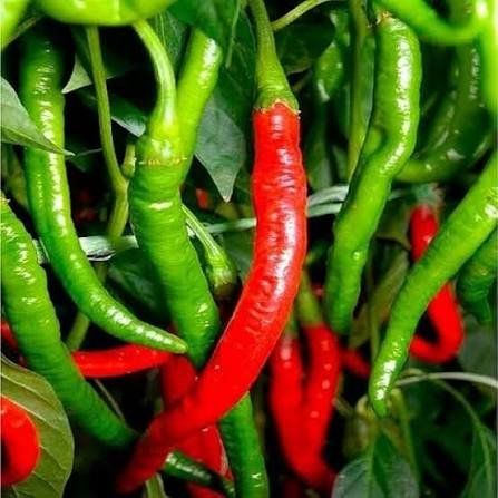 Pflanzen & Samen: Dolce di Bergamo - Capsicum Annuum - 20 Samen – Neu und originalverpackt aus Sumiswald von Cham14559