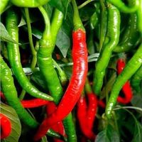 Dolce di Bergamo - Capsicum Annuum - 20 Samen