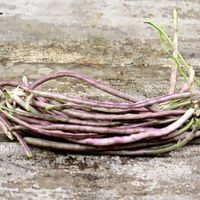 Haricot serpent géant mosaique  RARE 10g