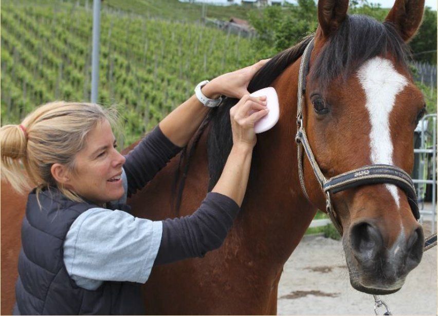 Massagegeräte: Fasciadisc Kit de massage pour chevaux – Gebraucht aus Walchwil von buywithmats