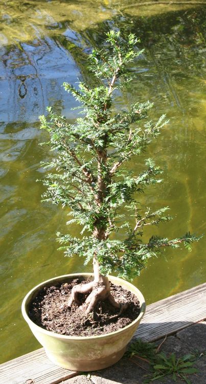 BONSAI Europäische Eibe Kaufen auf Ricardo