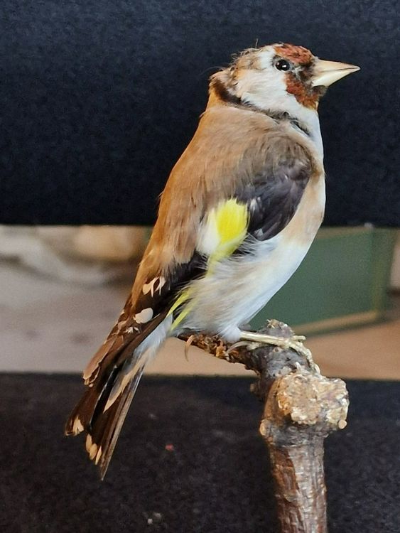 Stieglitz Kaufen auf Ricardo
