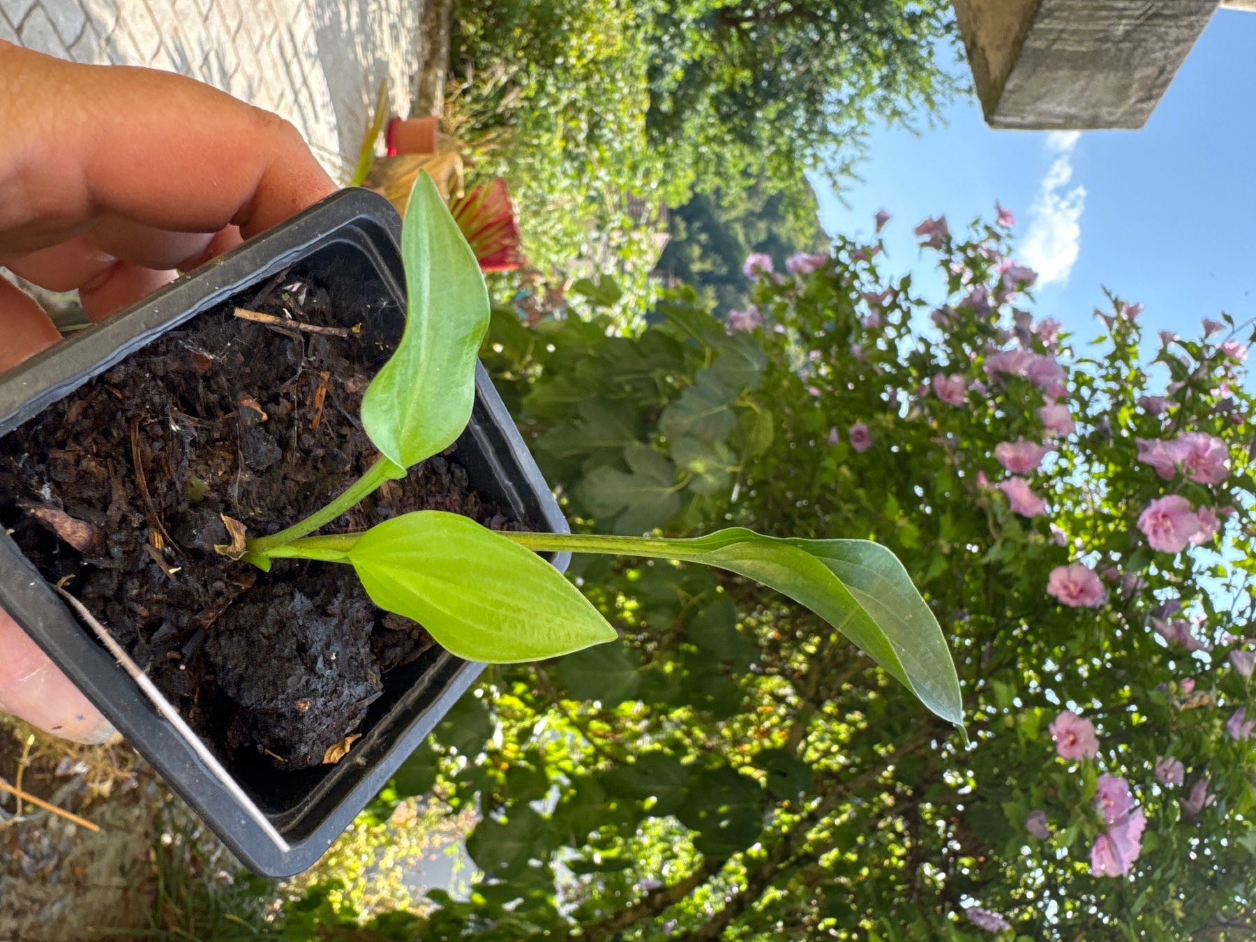 Piante & sementi: Hosta Plug Nickel 2 – Usato da Lajoux JU venduto da Briard0 1