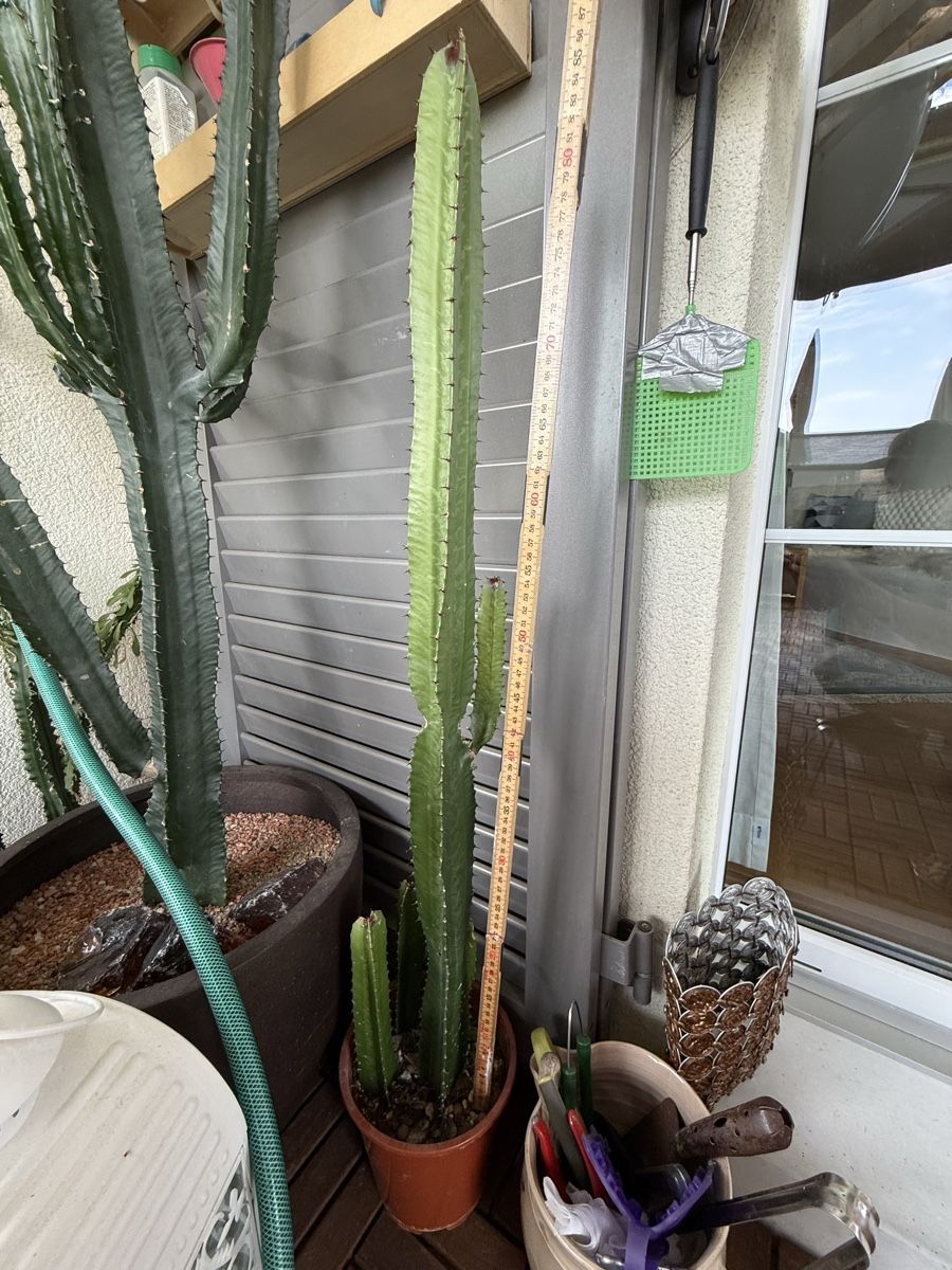 Plantes & graines: Euphorbia – D'occasion à Rorbas par SimS0n