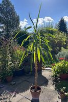 Grosse YUCCA 175cm x 80cm | Zimmerpflanze mit geradem Stamm