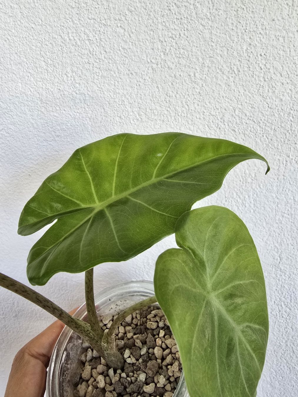 Piante & sementi: BABY Portodora Alocasia – Usato da Nidau venduto da lena_yellow 1