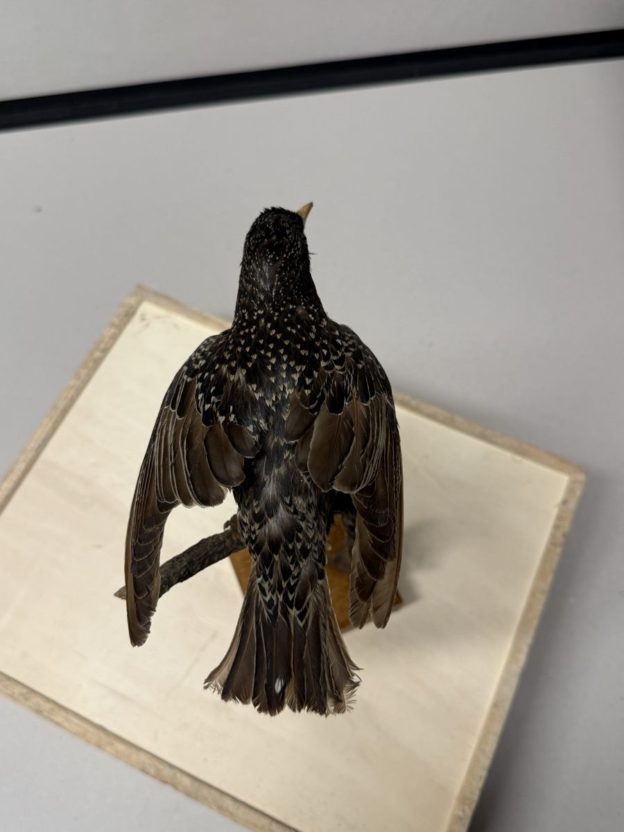 Il mondo degli animali: Vogelpräparat STAR – Usato da Bern venduto da felberunderground 4