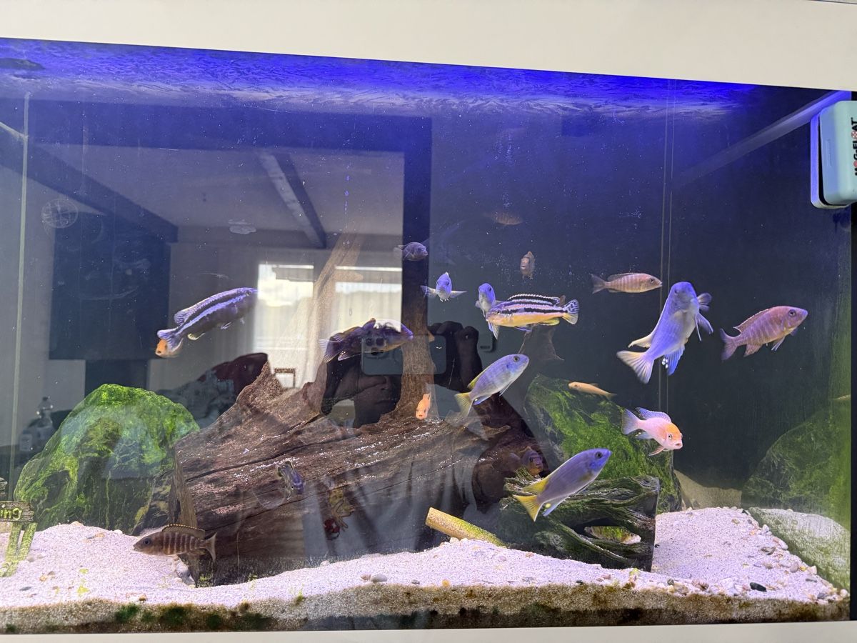 Aquarium: Eheim incipia 330 LED weiss – Gebraucht aus Menziken von Beshi90 2