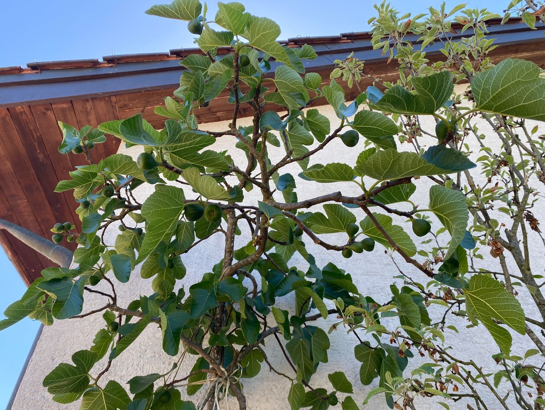 Piante & sementi: Feige Feigenbaum ficus Baum Blumen Pflanzen – Usato da Dottikon venduto da 6571 8