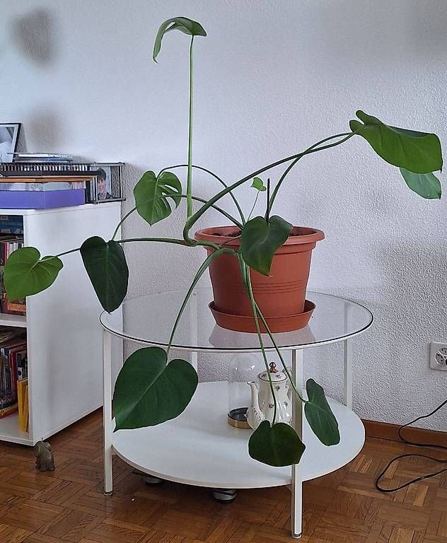 Pflanzen & Samen: Very beautiful flower with pot  – Gebraucht aus Dübendorf von ana_6kcc