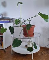 Very beautiful flower with pot 