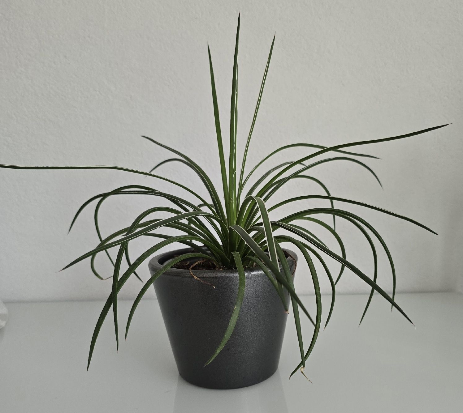 Plantes & graines: Jungpflanze Agave Geminiflora – Neuf (Voir description) à Aarburg par Glitzerschein 3