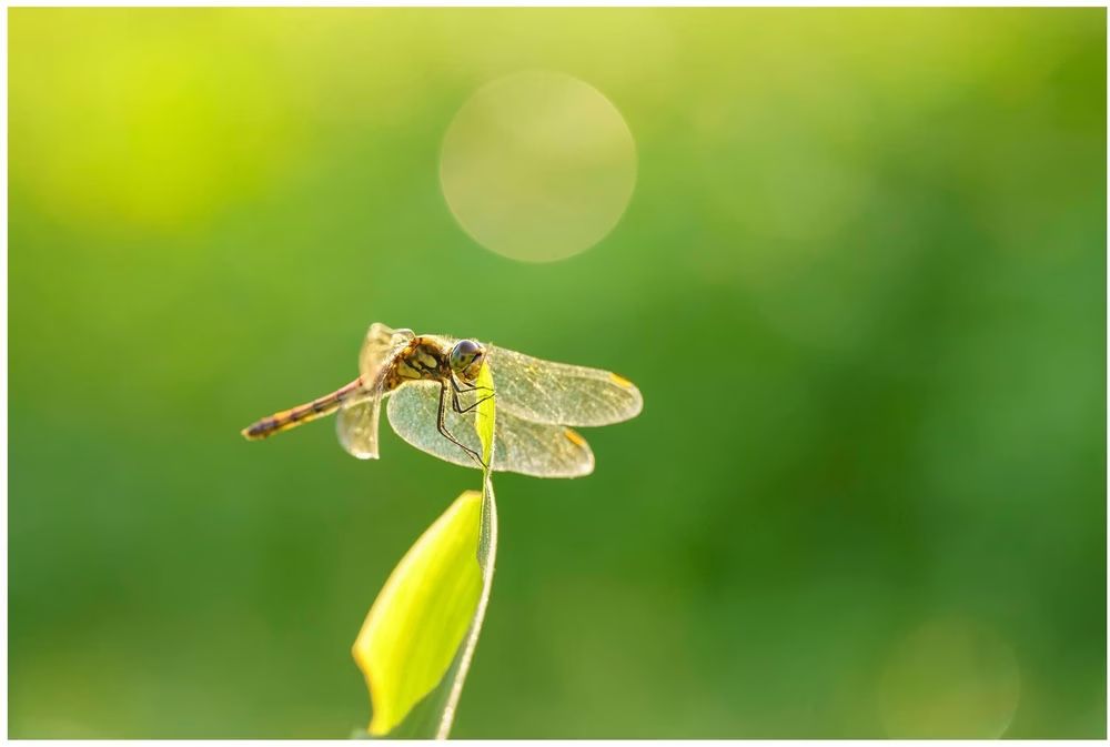 Sony Obiettivi: Sigma 105mm f/2.8 DG DN Macro Art, Sony E – Usato da Wetzikon ZH venduto da MKVII7 4