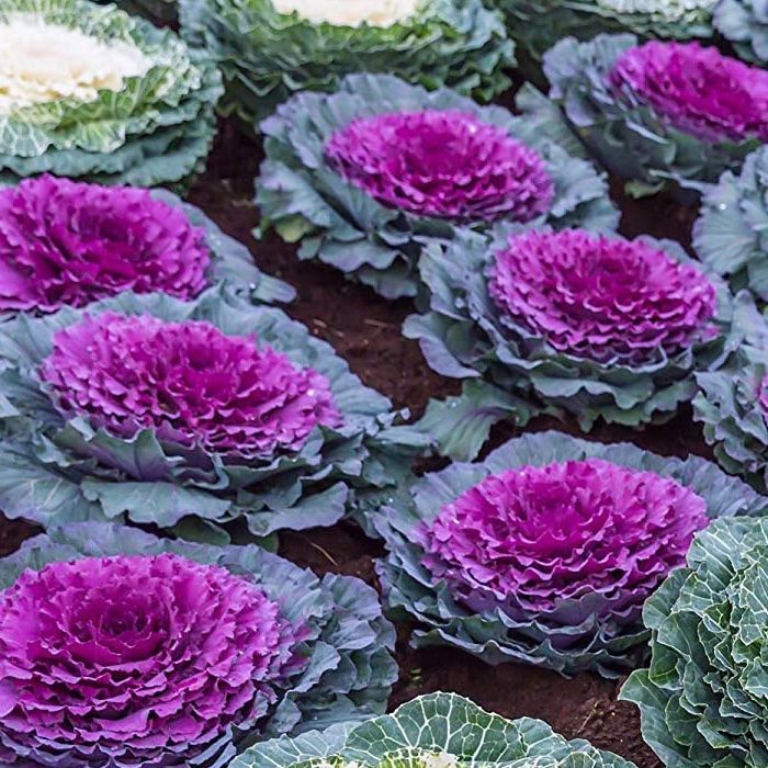 Piante & sementi: 40 Samen RED PIGEON Zierkohl – Nuovo (secondo la descrizione) da Ehrendingen venduto da VerveinaSamen 3