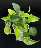 Epipremnum aureum, diverse Arten in Semihydro