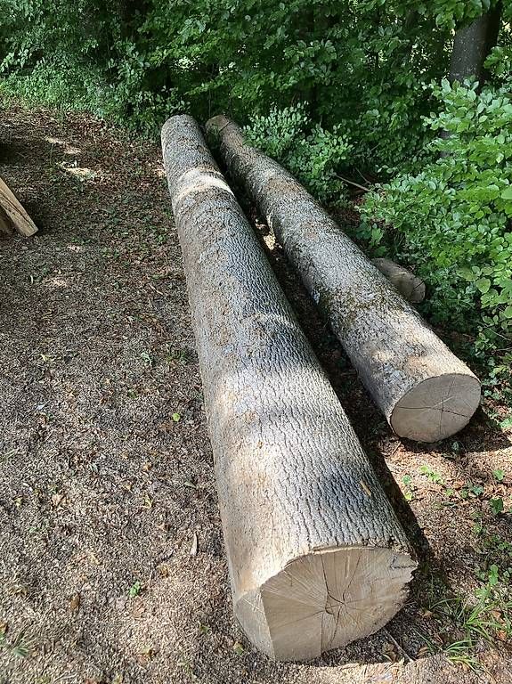 Holzartikel: Eschenstämme – Gebraucht aus Schalchen von kel_xr7s 1