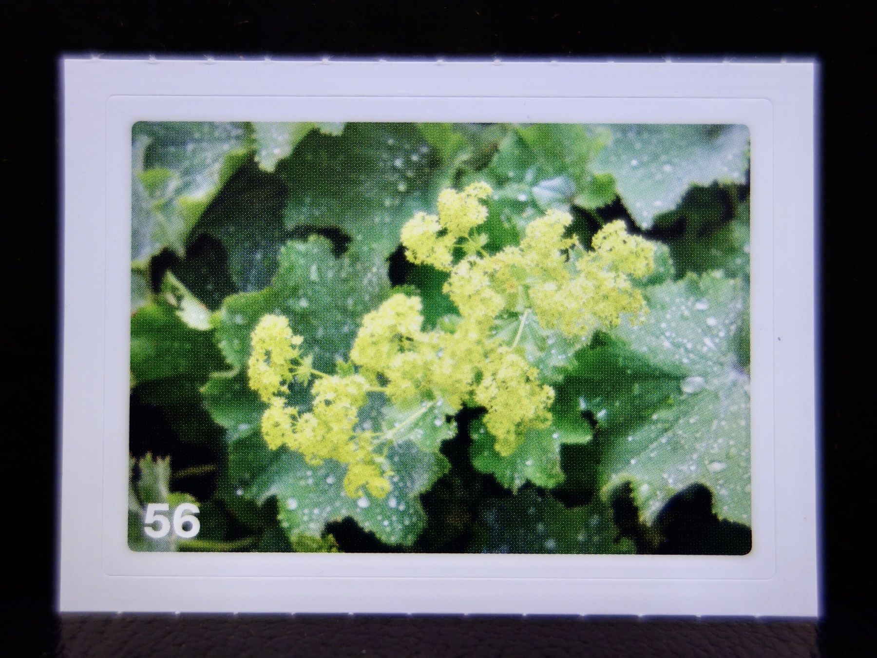 Migros Sammelbilder & Trading cards: MIGROS MANIA Nature Detectives Nr. 56 – Gebraucht aus Kerzers von djstarsky73
