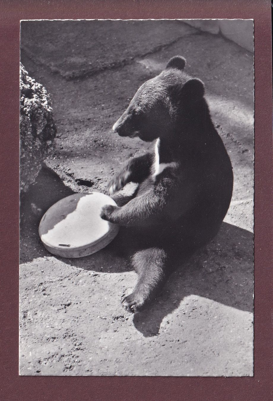 Cartoline postali: BASEL - Zoologischer Garten - Kragenbär – Usato da Pully venduto da nicecards