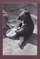 BASEL - Zoologischer Garten - Kragenbär