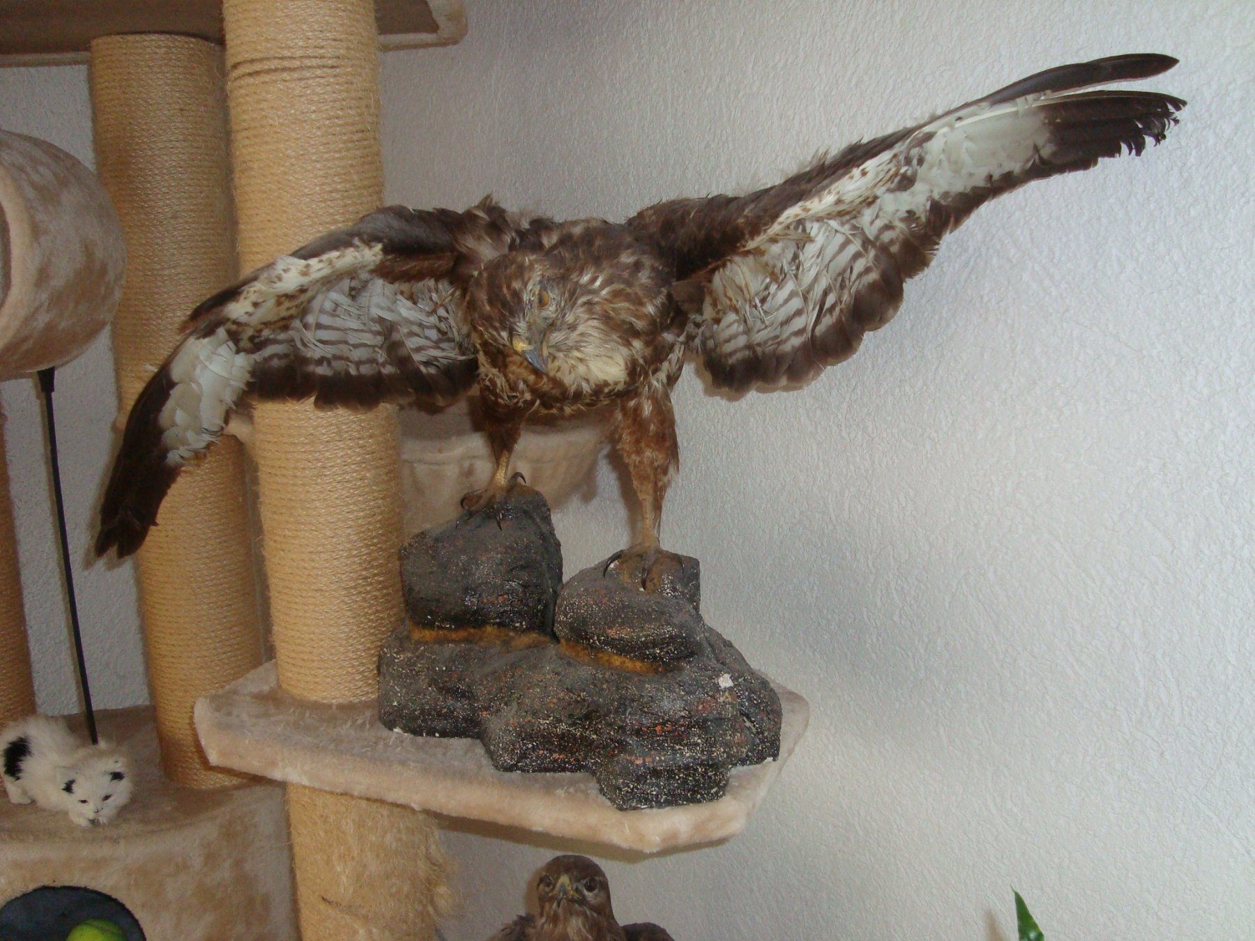 Welt der Tiere: mäusebussard – Gebraucht aus Münsingen von Grabliechtli