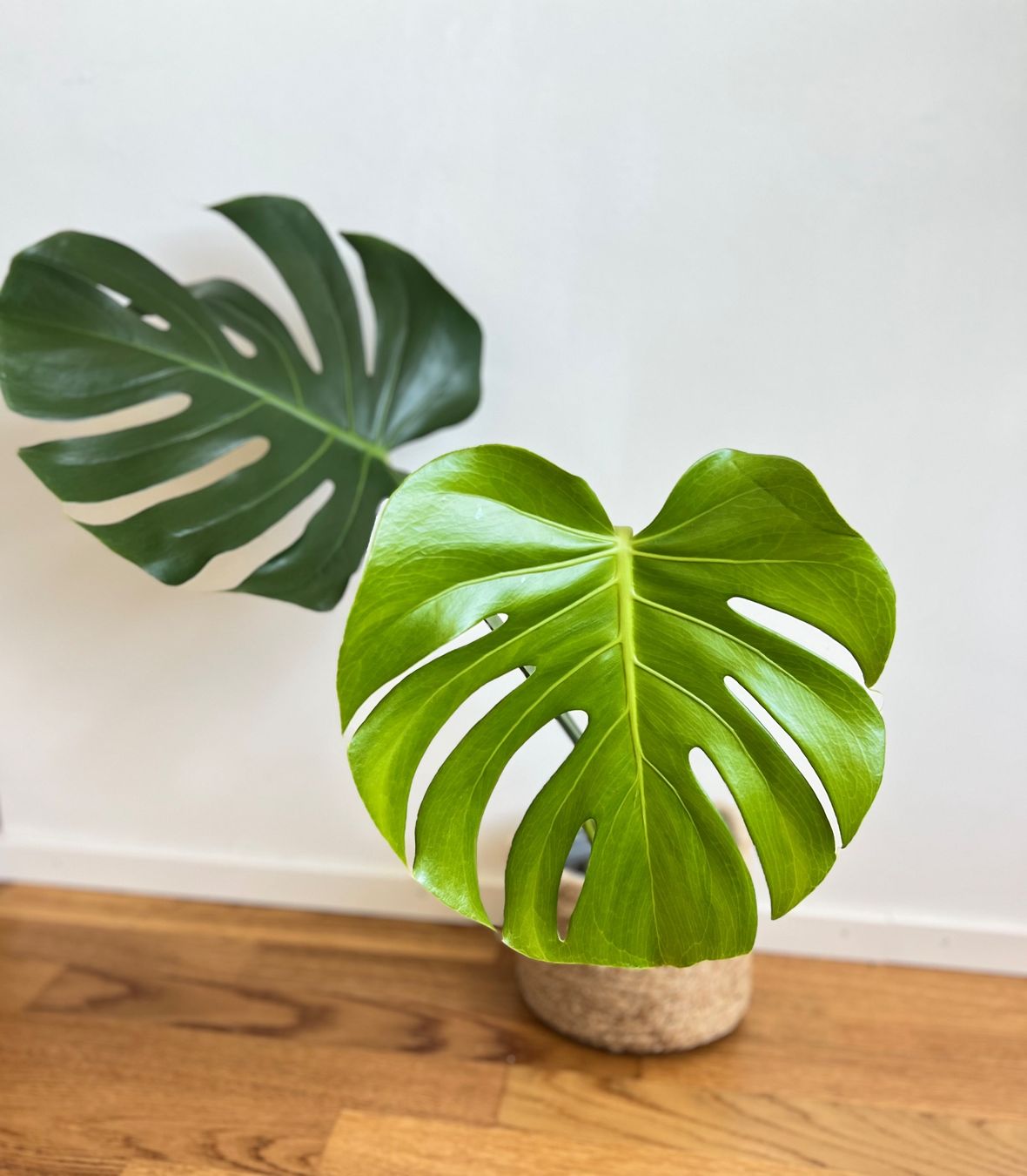 Piante & sementi: Monstera Deliciosa🤩 – Usato da Glattpark(Opfikon) venduto da ste_n99y 4