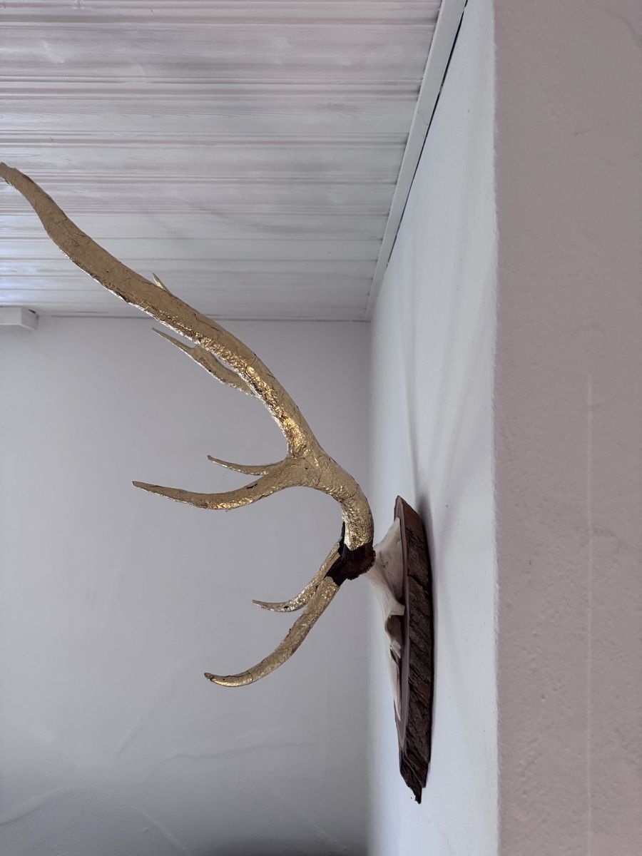Monde des animaux: Geweih auf Holzschild, goldiges Hirschgeweih – D'occasion à Zürich par eveline_zh 2