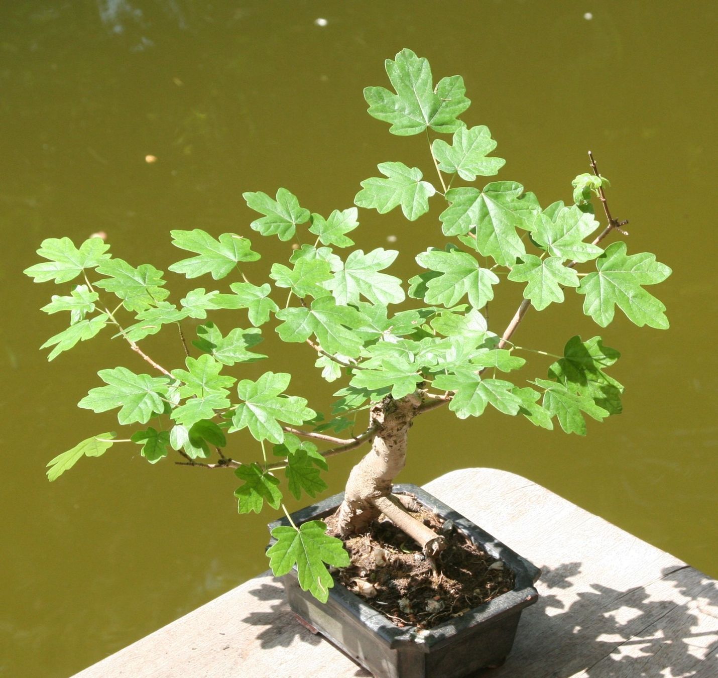 Piante & sementi: BONSAI  -  Feldahorn – Usato da Gretzenbach venduto da Sikim 2