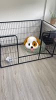 Hundegitter