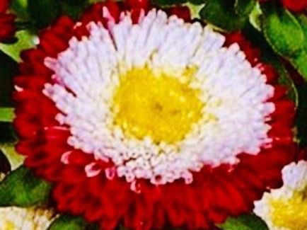 Piante & sementi: 50 SAMEN BLUME ASTERN POMPON – Nuovo e nell'imballaggio originale da Rovio venduto da POSITIFFARTandPLANTS 2