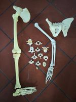 Anatomische Skelettteile  hochwertiges Kunststoff-Modell