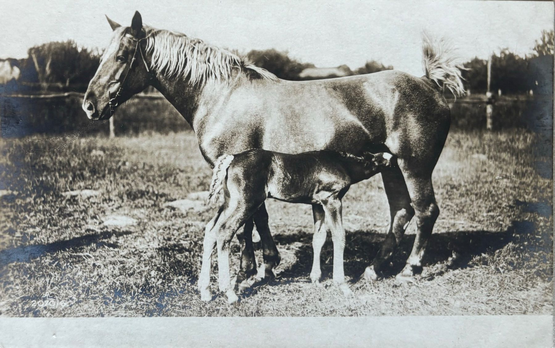 Cartoline postali: Fotokarte Pferd, Fohlen – Usato da Frauenfeld venduto da Merk52