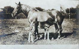 Fotokarte Pferd, Fohlen
