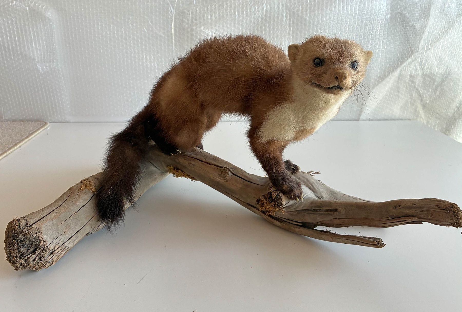 Monde des animaux: Iltis auf Wurzel – D'occasion à Bäretswil par robsonantik