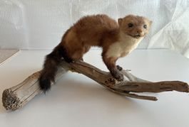 Iltis auf Wurzel
