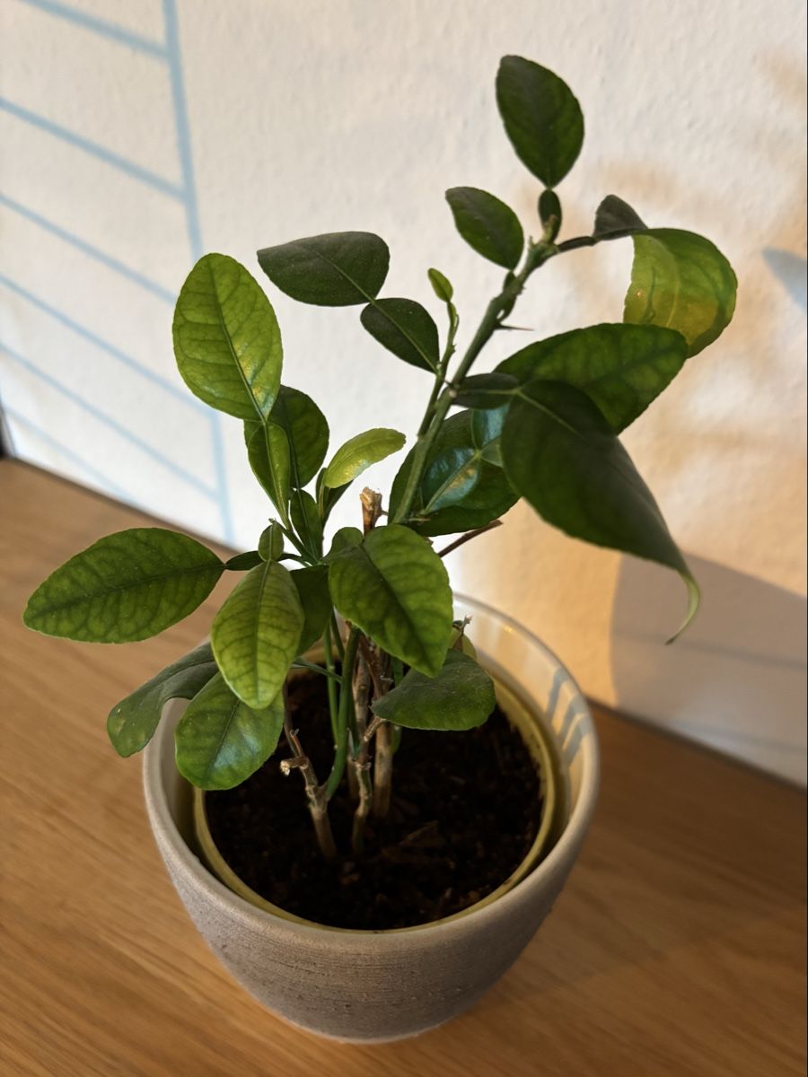 Plantes & graines: Kaffirlimette – D'occasion à Zürich par keegstra 1