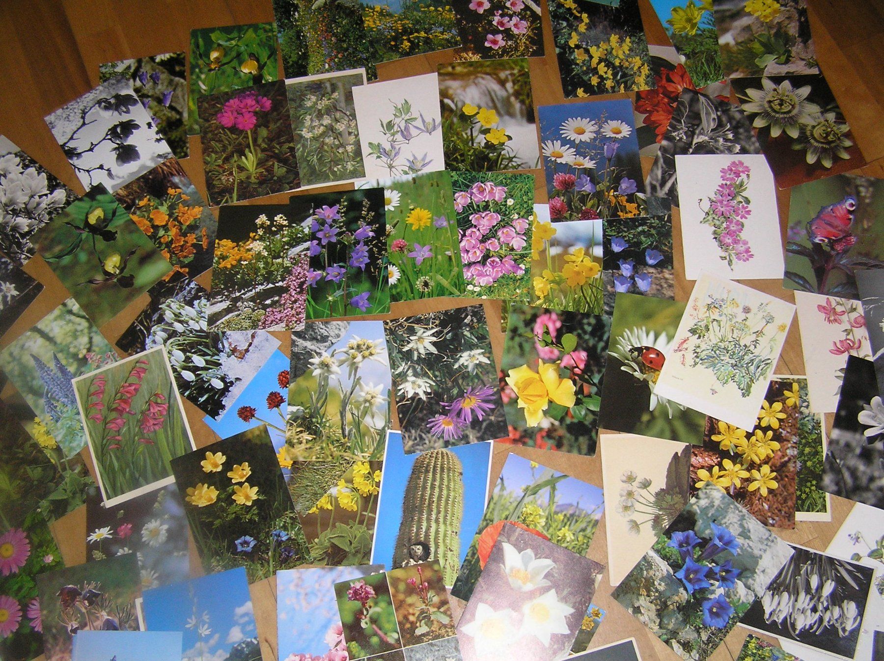 Cartoline postali: 170 Schöne Blumenkarten – Usato da Lumbrein venduto da made02 8