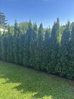 Lebensbaum Thuja Heckenpflanzen zum Selberausgraben