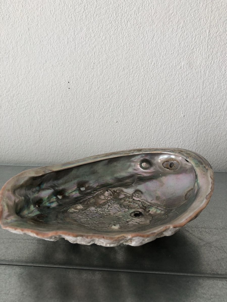 Minerali & Pietre curative: Schöne große Abalone-Muschel – Usato da Basel venduto da Amechan. 1