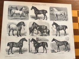 Ancienne gravure de races de chevaux - Déco Vintage 52