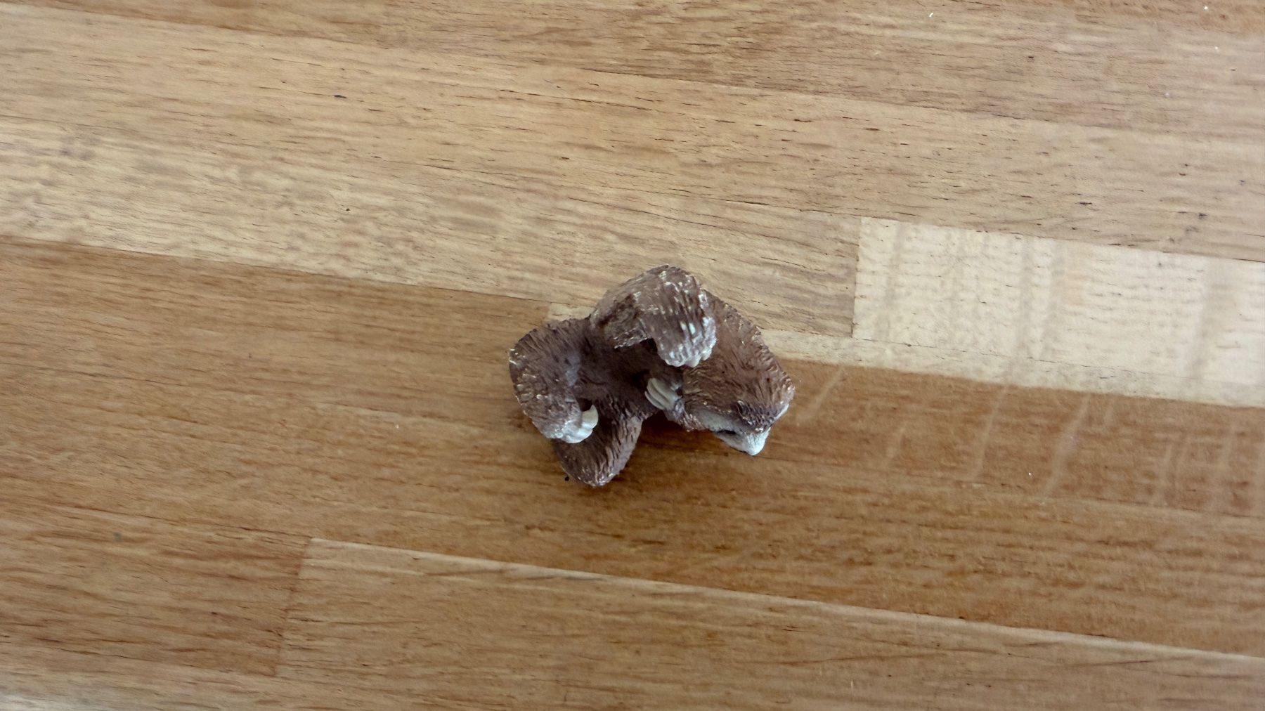Schleich Giocattoli: SCHLEICH - Faultier 14793 – Usato da Winterthur venduto da Secondhand-Family 4
