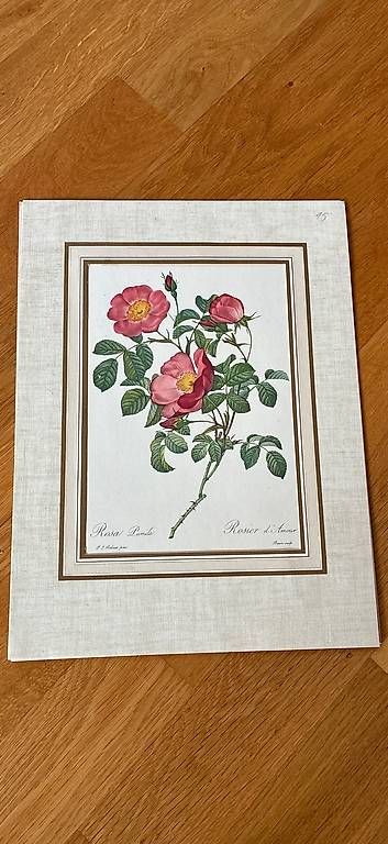 Foto & Immagini: 3 Vintage Rosenbilder – Usato da St. Gallen venduto da Sirii9000 1