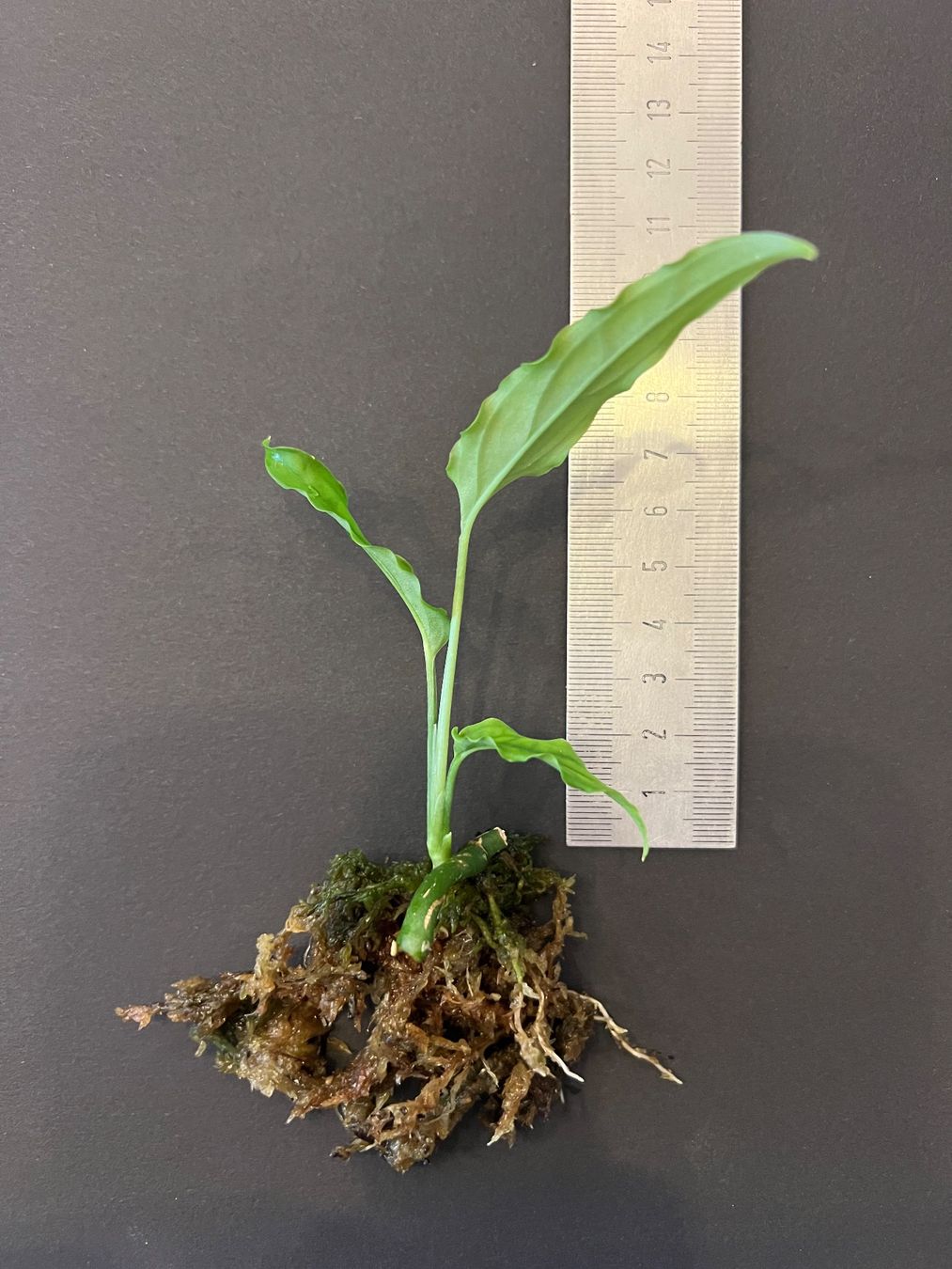 Monstera obliqua 'Peru' Jungpflanze Ableger  (Gebraucht) in Bern fr  CHF 16  mit Lieferung auf Ricardo kaufen