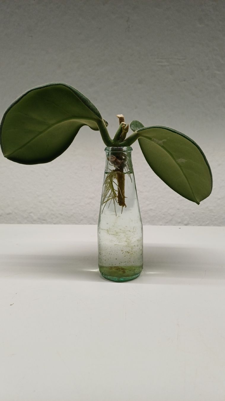 Piante & sementi: Hoya Calycina Stargazer – Usato da Bern venduto da uwi_8t7x 1