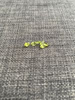Peridot (per Stück), 6x4mm
