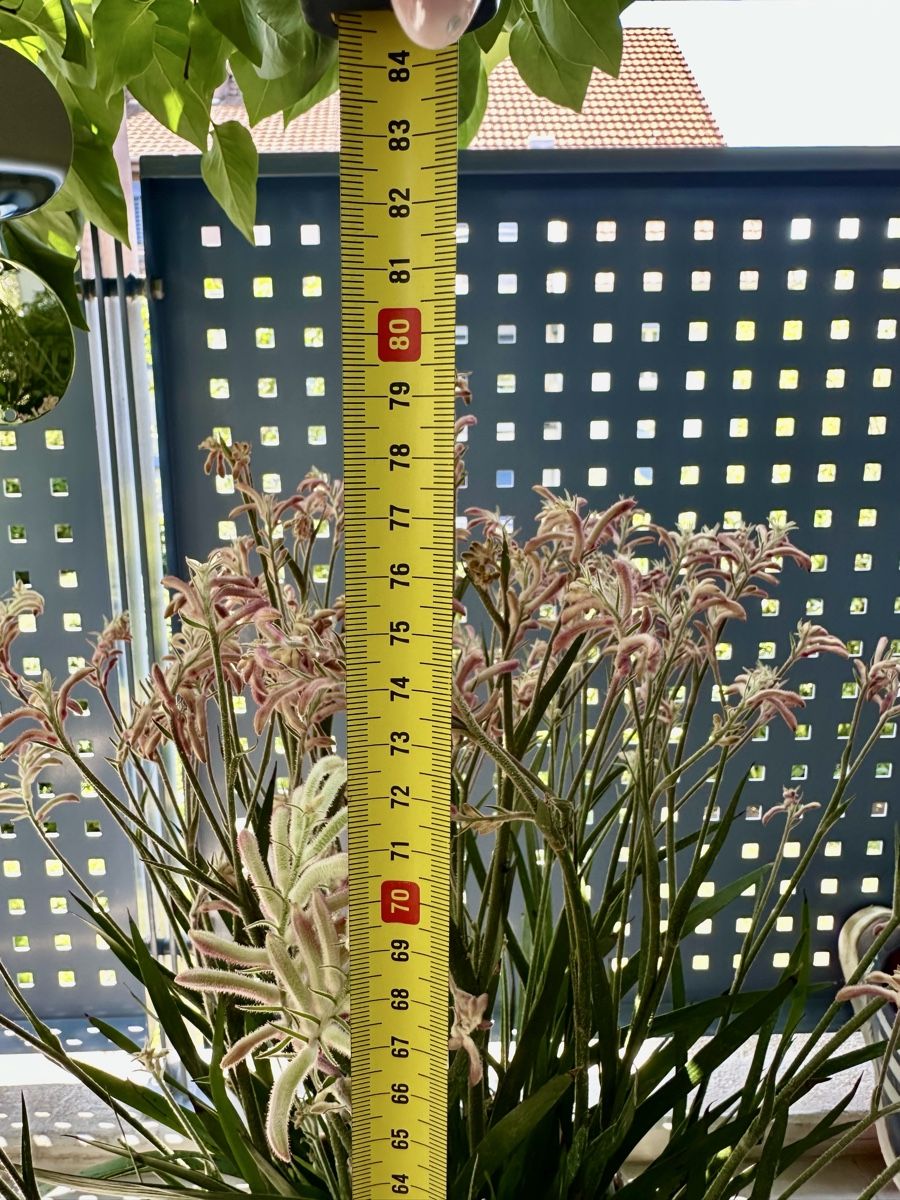 Pflanzen & Samen: Känguru-Blume – Gebraucht aus Dübendorf von van_s878 3