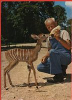 BASEL Zoologischer Garten - Kleiner Kudu