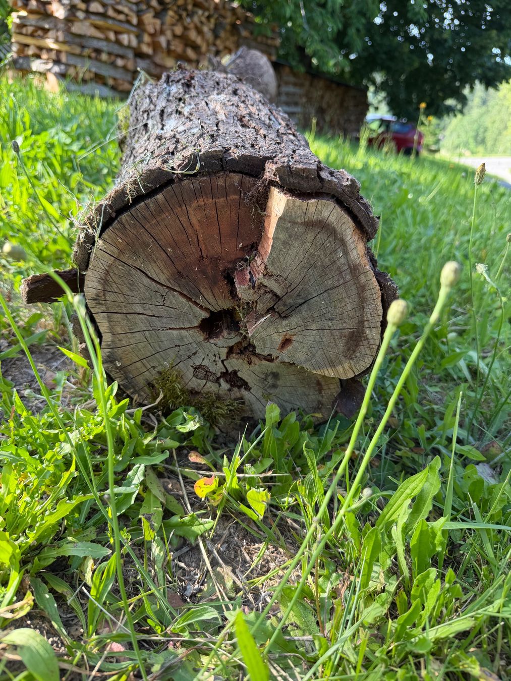Holzartikel: Baumstamm Zwetschgen – Gebraucht aus Huttwil von Burk3 1