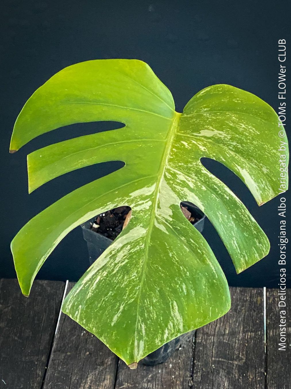 philodendron scandens variegata Variegated Philodendron Scandens main image 1