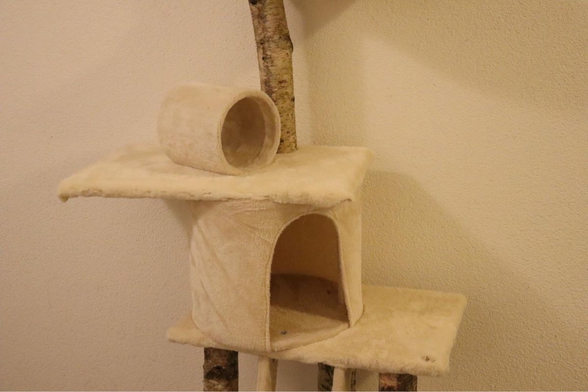 Tiragraffi: UNIKAT-BIRKEN-KATZENBAUM – Nuovo e nell'imballaggio originale da Glarus venduto da PBachmann 2